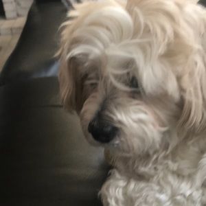 Meet your Posher, Roya